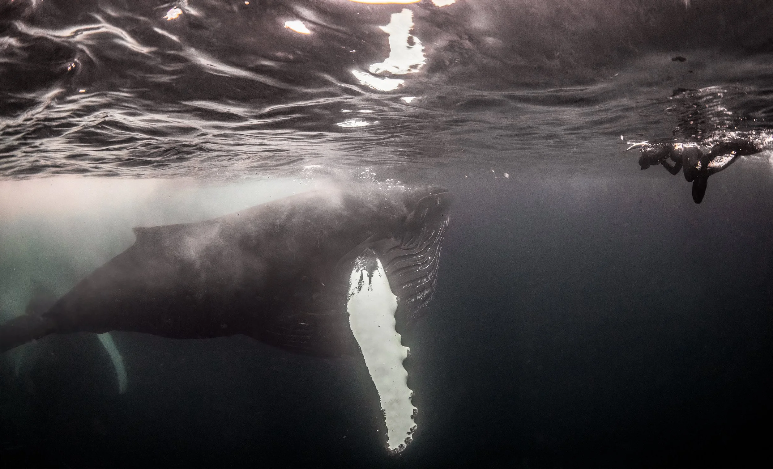 Wildlife Expeditions & Photography Adventures | SDM Adventures